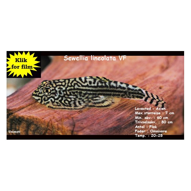Sewellia lineolata - Violinsmerling VF