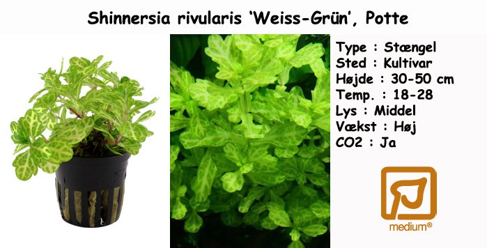 Shinnersia rivularis 'Weiss-Grün', Potte - Tropica bestillingsplanter i ...
