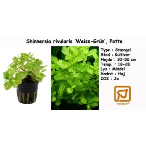 Shinnersia rivularis 'Weiss-Grn', Potte