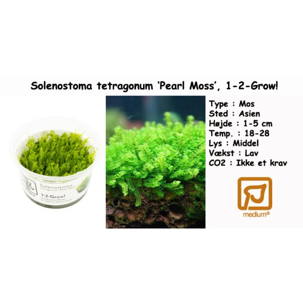 Solenostoma tetragonum 'Pearl Moss', 1-2-Grow! 