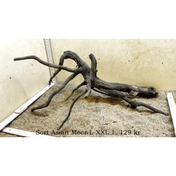 Sort Asian Moor Rod Large-XXLarge (WYSIWYG)