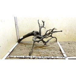 Sort Asian Moor Rod Large-XXLarge (WYSIWYG)