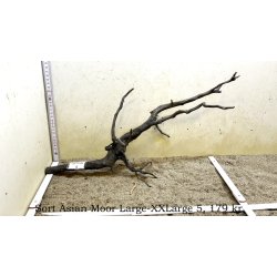 Sort Asian Moor Rod Large-XXLarge (WYSIWYG)