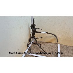 Sort Asian Moor Rod Small-Medium (WYSIWYG)