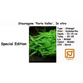 Staurogyne sp. 'Porto Velho', In vitro