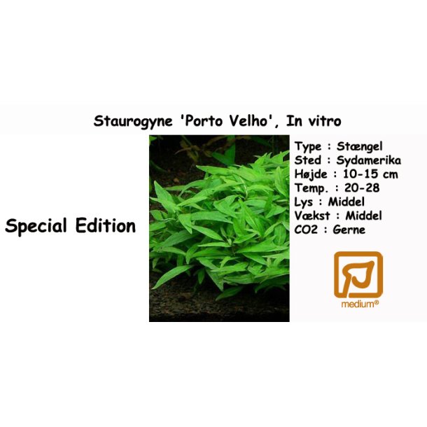 Staurogyne sp. 'Porto Velho', In vitro
