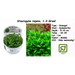 Staurogyne repens, 1-2-Grow! 