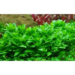 Staurogyne repens, 1-2-Grow! 