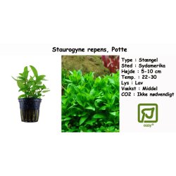 Staurogyne repens, Potte