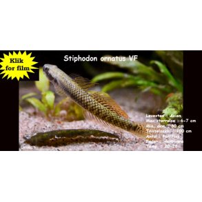 Stiphodon ornatus VF