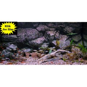 Move 275 L med RockZolid Sumatra baggrund