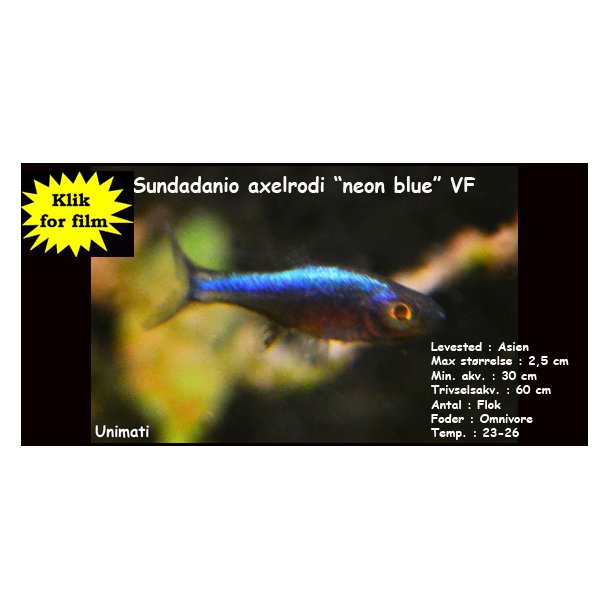 Sundadanio axelrodi "neon blue" VF