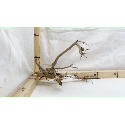 Taipan Rod Small-Large (WYSIWYG)