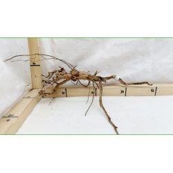 Taipan Rod Small-Large (WYSIWYG)