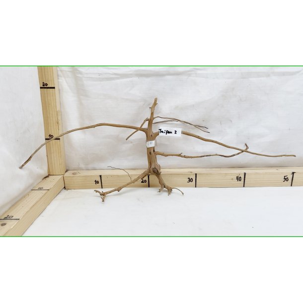 Taipan Rod Small-Large (WYSIWYG)