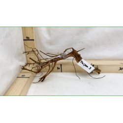 Taipan Rod Small-Large (WYSIWYG)