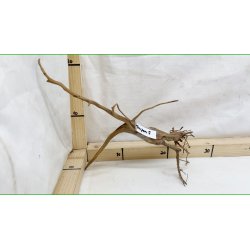 Taipan Rod Small-Large (WYSIWYG)