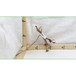 Taipan Rod Small-Large (WYSIWYG)