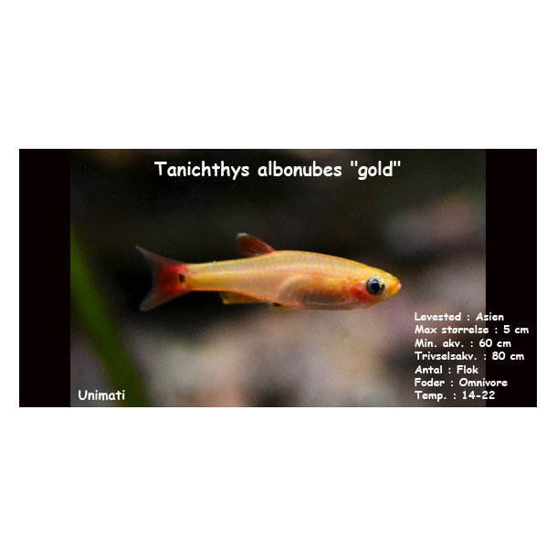 Tanichthys albonubes "gold" - Gul skybjerg
