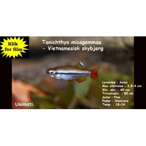 Tanichthys micagemmae - Vietnamesisk skybjerg