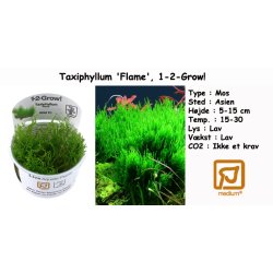 Taxiphyllum 'Flame' - Mos, 1-2-Grow! 