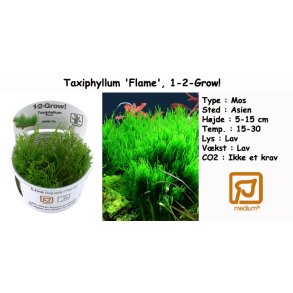 Taxiphyllum 'Flame' - Mos, 1-2-Grow! 