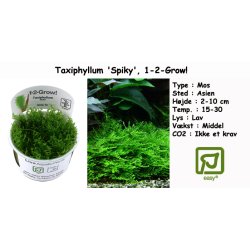 Taxiphyllum 'Spiky' - Mos, 1-2-Grow! 