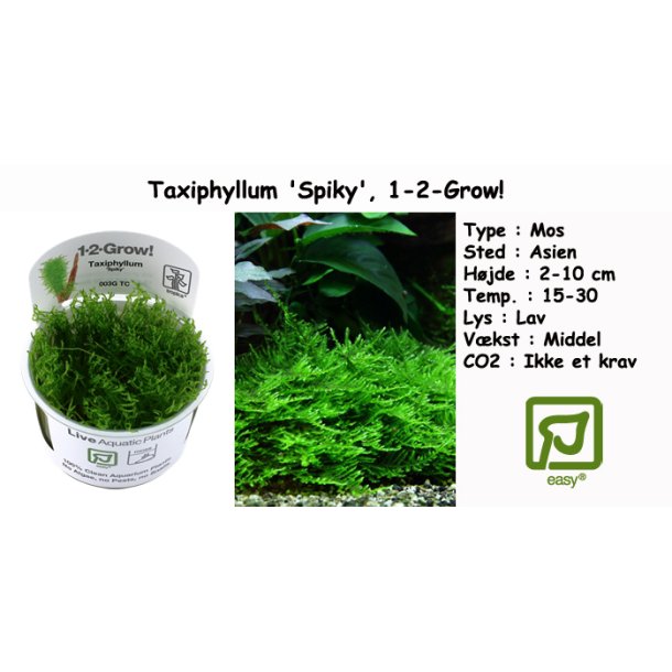 Taxiphyllum - Mos, 1-2-Grow! - Akvarieplanter 1-2-Grow og In Vitro - ApS