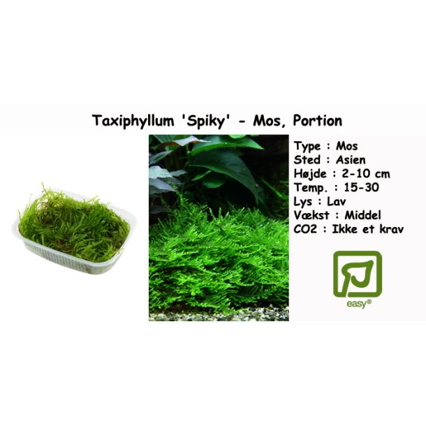 Taxiphyllum 'Spiky' - Mos, Portion