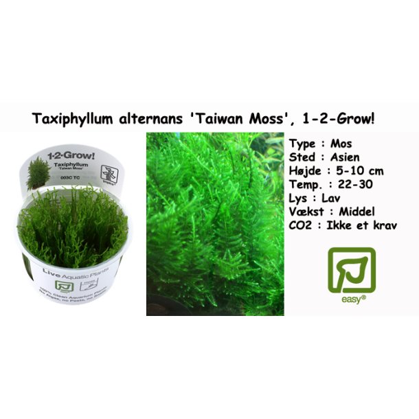 Taxiphyllum alternans 'Taiwan Moss' - Mos, 1-2-Grow! 