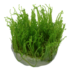 Taxiphyllum alternans 'Taiwan Moss' - Mos, 1-2-Grow! 