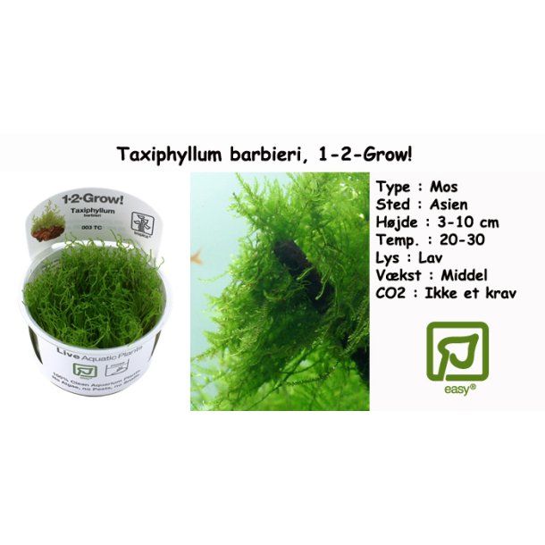 Taxiphyllum barbieri - Mos, 1-2-Grow! 
