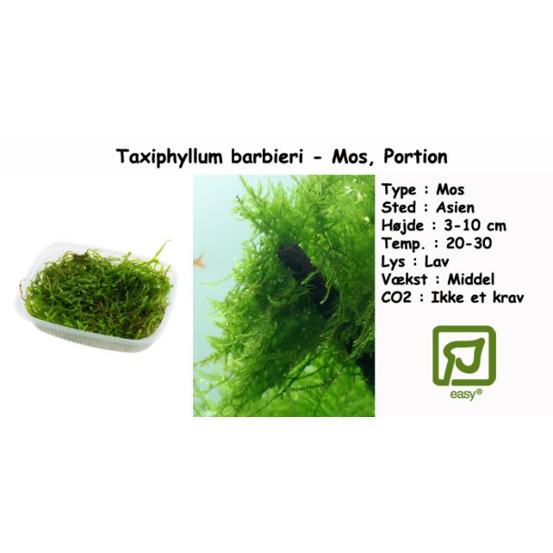 Taxiphyllum barbieri - Mos, Portion