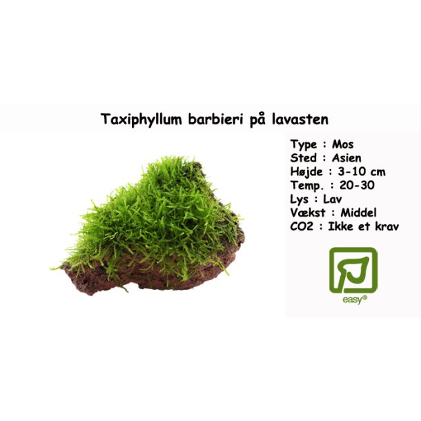 Taxiphyllum barbieri mos p lavasten