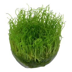 Taxiphyllum barbieri - Mos, 1-2-Grow! 