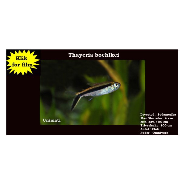 Thayeria boehlkei - Vinkeltetra