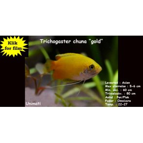 Trichogaster chuna 