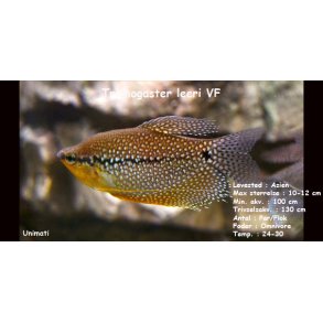 Trichogaster leeri - Perlegurami VF