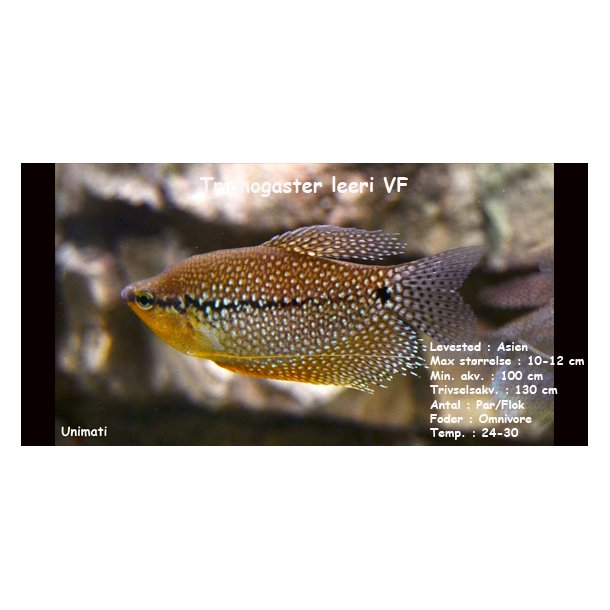 Trichogaster leeri - Perlegurami VF