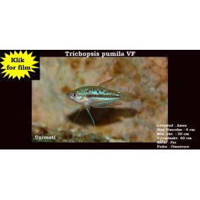 Trichopsis pumila VF - Knurrende dv�rggurami