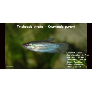 Trichopsis vitata - Knurrende gurami