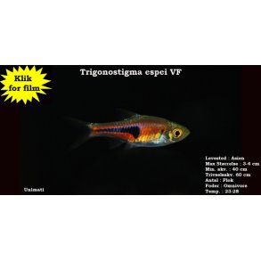 Trigonostigma espei VF