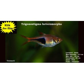Trigonostigma heteromorpha - Kileplet rasbora