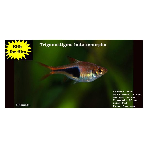 Trigonostigma heteromorpha - Kileplet rasbora