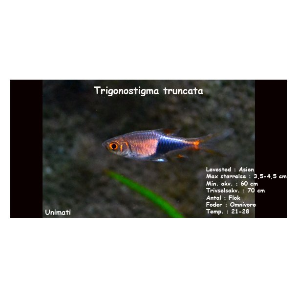 Trigonostigma truncata