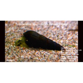 Tylomelania sp. - Grn Sulawesisnegl