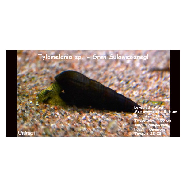 Tylomelania sp. - Grn Sulawesisnegl