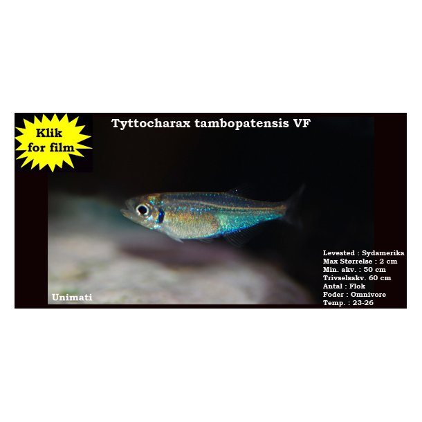 Tyttocharax tambopatensis VF