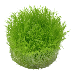 Utricularia graminifolia, 1-2-Grow! 