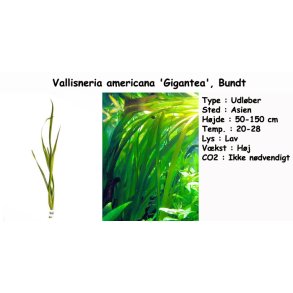 Vallisneria americana 'Gigantea', Bundt